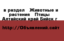  в раздел : Животные и растения » Птицы . Алтайский край,Бийск г.